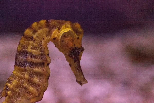 Longsnout Sjöhäst kallas Hippocampus reidi — Stockfoto