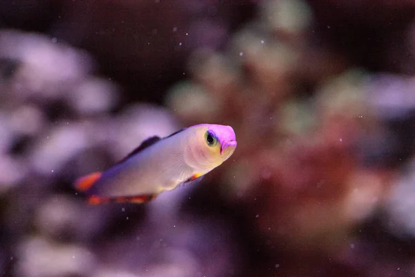 Cap Purple firefish, Nemateleotris decora, — Fotografia de Stock