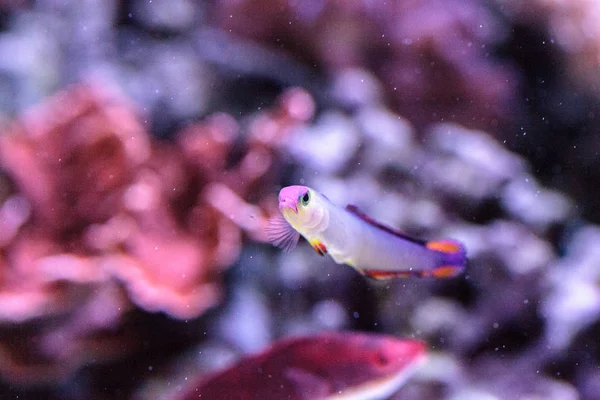 Lila mössa firefish, Nemateleotris decora, — Stockfoto