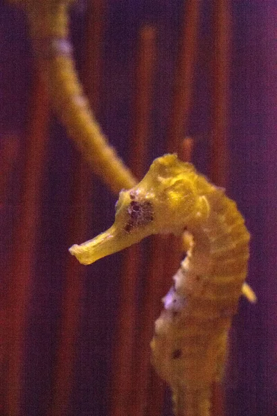 Підкладка морського коня Hippocampus erectus — стокове фото