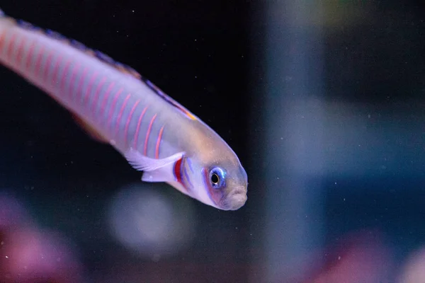 Shotsilk goby Ptereleotris zebra — Fotografia de Stock