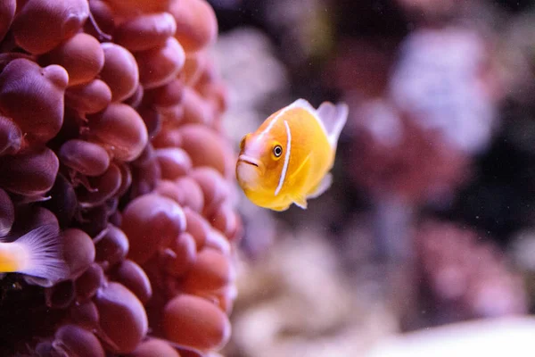 Orange skunk clownfish called Amphiprion perideraion — Stock Photo, Image