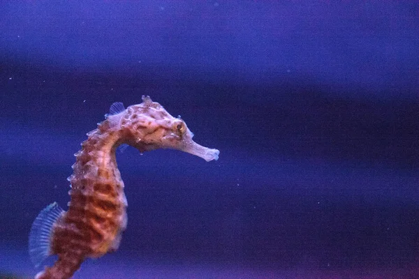 Cavalo-marinho manchado Hippocampus kuda — Fotografia de Stock