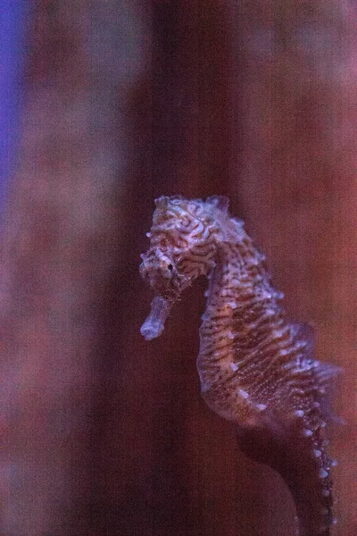 Geflecktes Seepferdchen Hippocampus kuda — Stockfoto