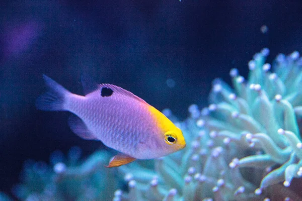 Talbot Damselfish Chrysiptera talboti — Stockfoto