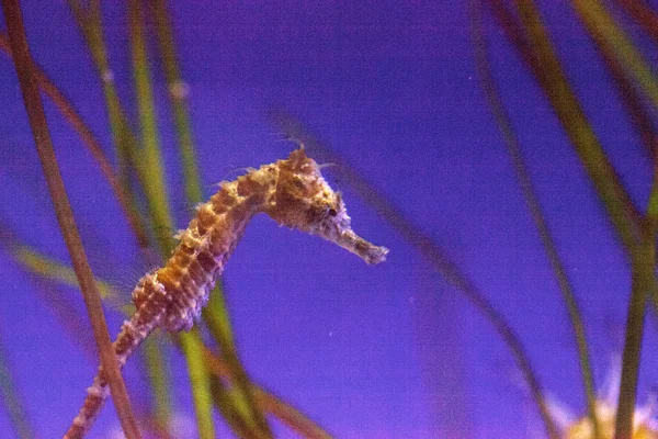 Lemované seahorse Hippocampus erectus — Stock fotografie