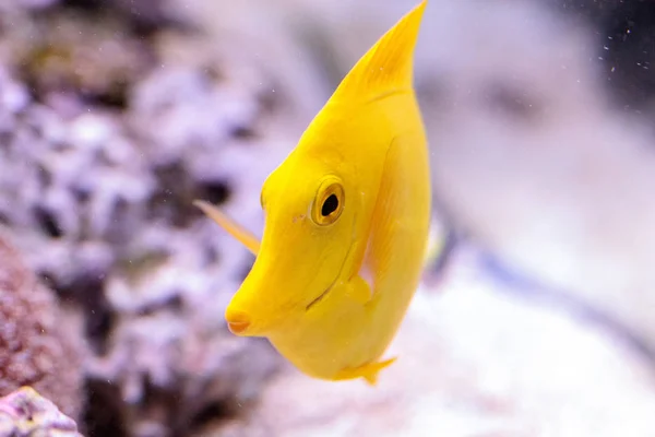 Yellow tang fish, Zebrasoma flavenscens — Stock Photo, Image