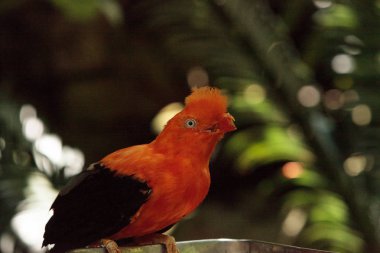 And Rupicola peruvianus denilen Cock-of-the-rock