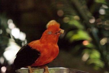 And Rupicola peruvianus denilen Cock-of-the-rock