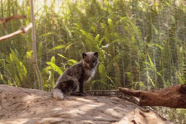Kutup tilkisi Vulpes lagopus kahverengi kürklü