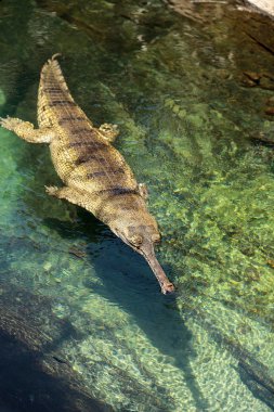Gharial Gavialis gangeticus