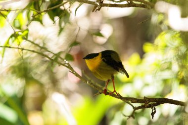 Manacus vitellinus bilinen manakin altın yakalı