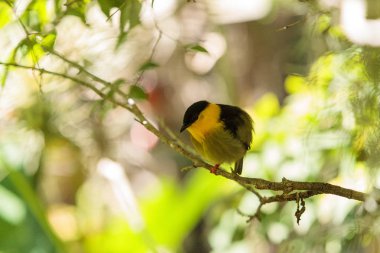 Manacus vitellinus bilinen manakin altın yakalı