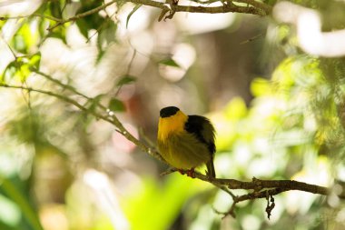 Manacus vitellinus bilinen manakin altın yakalı