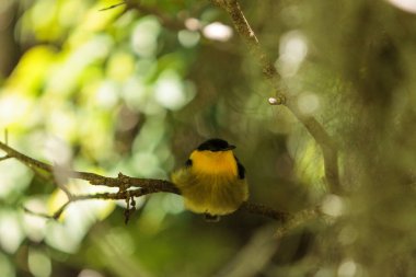 Manacus vitellinus bilinen manakin altın yakalı