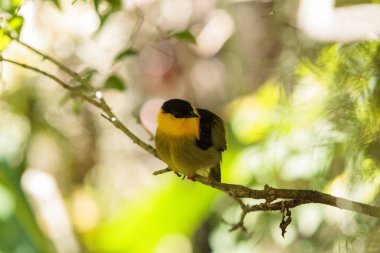 Manacus vitellinus bilinen manakin altın yakalı
