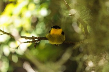 Manacus vitellinus bilinen manakin altın yakalı