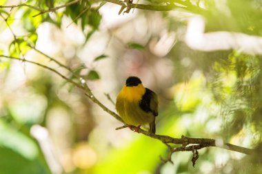 Manacus vitellinus bilinen manakin altın yakalı