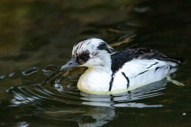 Erkek Mergellus albellus denilen siyah ve beyaz Smew ördek