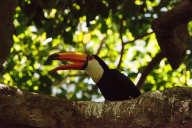Ramphastos toco Toco Toucan denilen