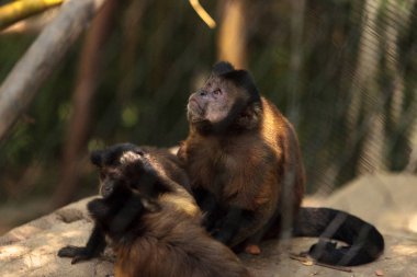 Cins Cebus apella apella sorguçlu capuchin maymunu