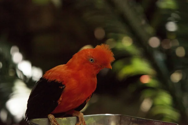 Andean Cock-of-the-rock called Rupicola peruvianus — Stock Photo, Image