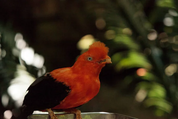 Galo-da-rocha andino chamado Rupicola peruvianus — Fotografia de Stock