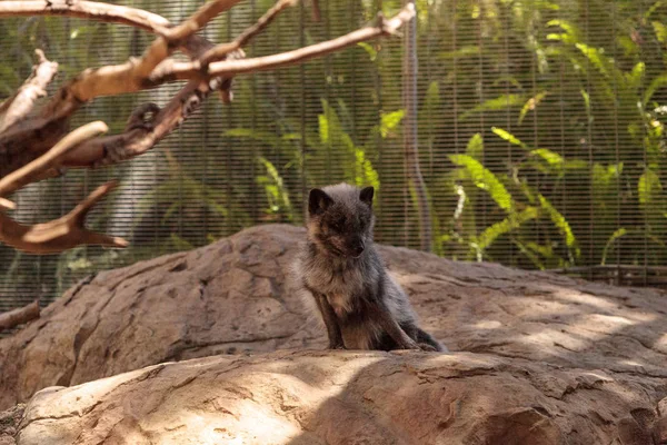 Rubah Arktik Vulpes lagopus dengan bulu coklat — Stok Foto