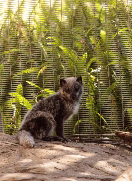 Kutup tilkisi Vulpes lagopus kahverengi kürklü