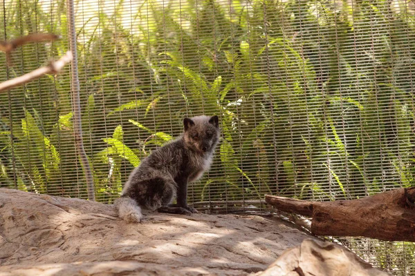 Kutup tilkisi Vulpes lagopus kahverengi kürklü