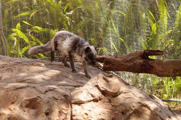 Kutup tilkisi Vulpes lagopus kahverengi kürklü — Stok fotoğraf