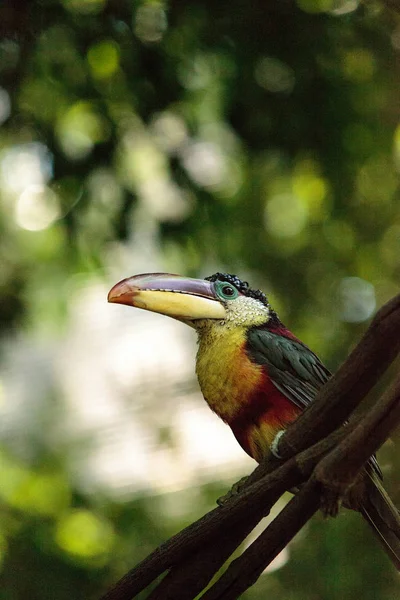 컬-볏이 있는 Aracari 전화 Pteroglossus beauharnaesii — 스톡 사진