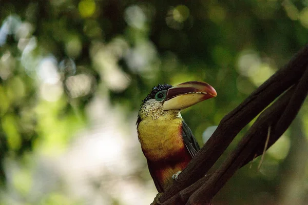 컬-볏이 있는 Aracari 전화 Pteroglossus beauharnaesii — 스톡 사진
