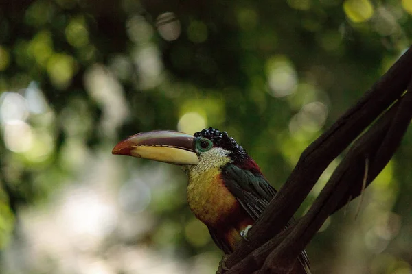 컬-볏이 있는 Aracari 전화 Pteroglossus beauharnaesii — 스톡 사진