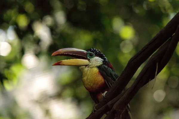 卷毛冠 Aracari 称为 Pteroglossus beauharnaesii — 图库照片