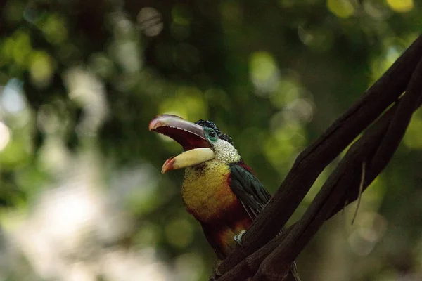 卷毛冠 Aracari 称为 Pteroglossus beauharnaesii — 图库照片