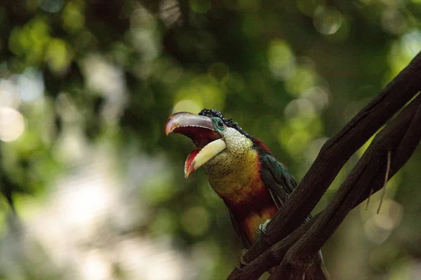 컬-볏이 있는 Aracari 전화 Pteroglossus beauharnaesii — 스톡 사진