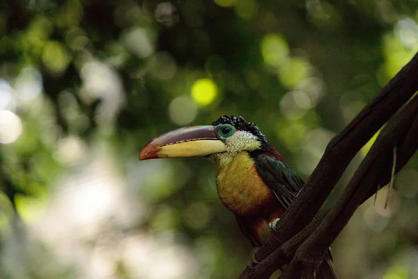 Aracari de cresta rizada llamado Pteroglossus beauharnaesii — Foto de Stock