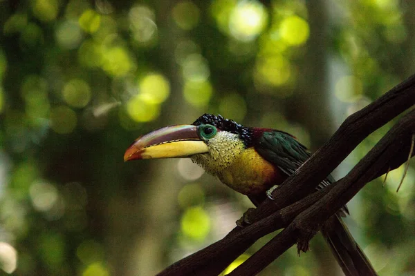 卷毛冠 Aracari 称为 Pteroglossus beauharnaesii — 图库照片