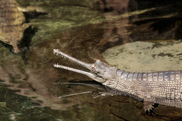 Gharial Gavialis gangeticus — Stock Photo, Image