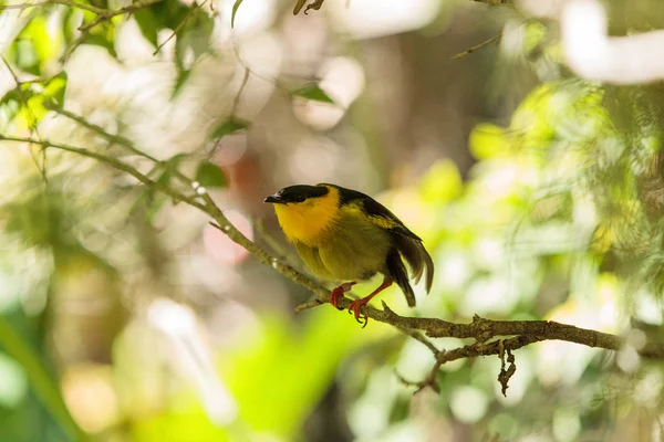 Manacus vitellinus bilinen manakin altın yakalı