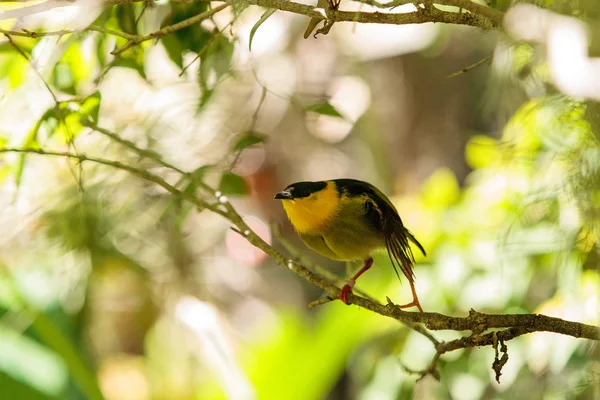 Manacus vitellinus bilinen manakin altın yakalı