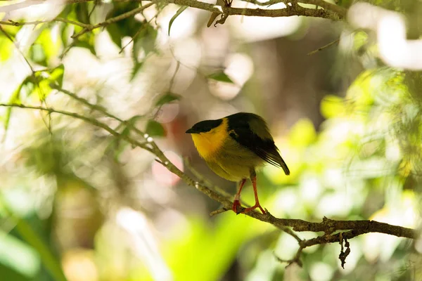Manacus vitellinus bilinen manakin altın yakalı