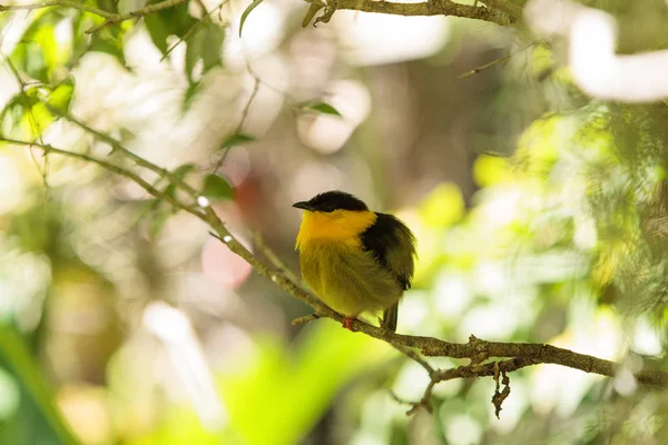 Manacus vitellinus bilinen manakin altın yakalı