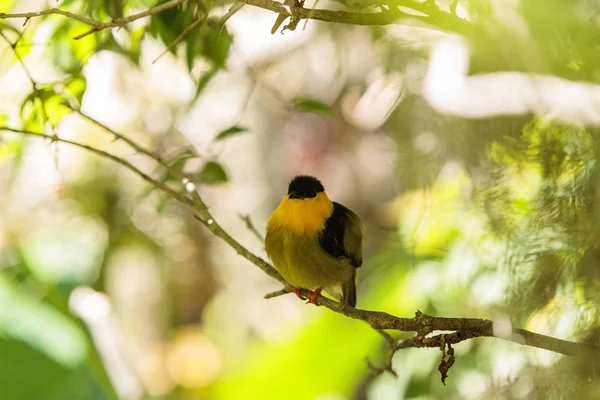 Manacus vitellinus bilinen manakin altın yakalı