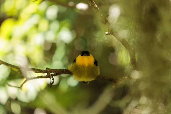 Manakin de colar dourado conhecido como Manacus vitellinus — Fotografia de Stock