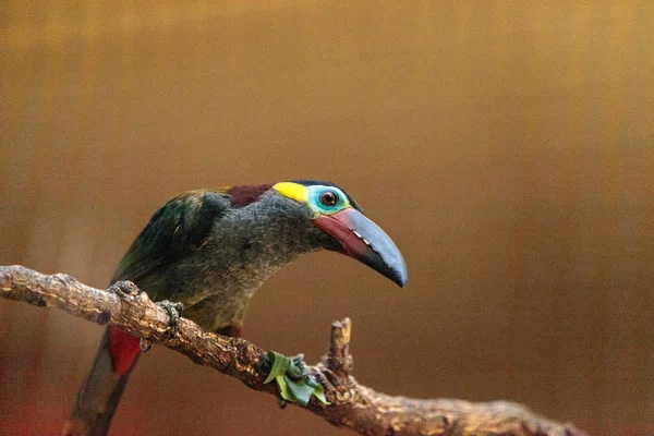 Guianan toucanet Selenidera piperivora — 图库照片