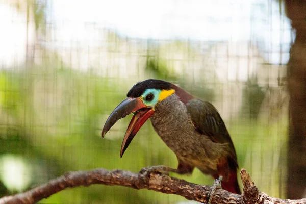 Guianan toucanet Selenidera piperivora — 스톡 사진