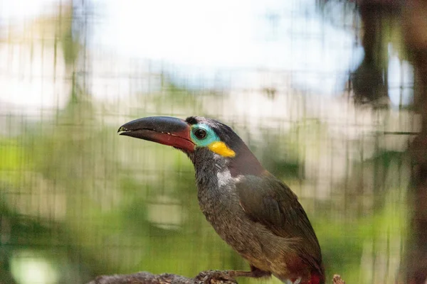 Guianan toucanet Selenidera piperivora — 图库照片