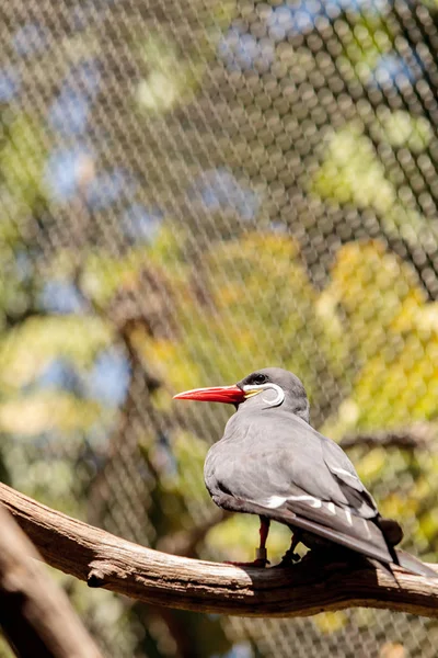 Pájaro inca llamado Larosterna inca —  Fotos de Stock